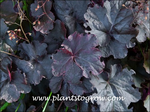 Obsidian Coral Bells (Heuchera)